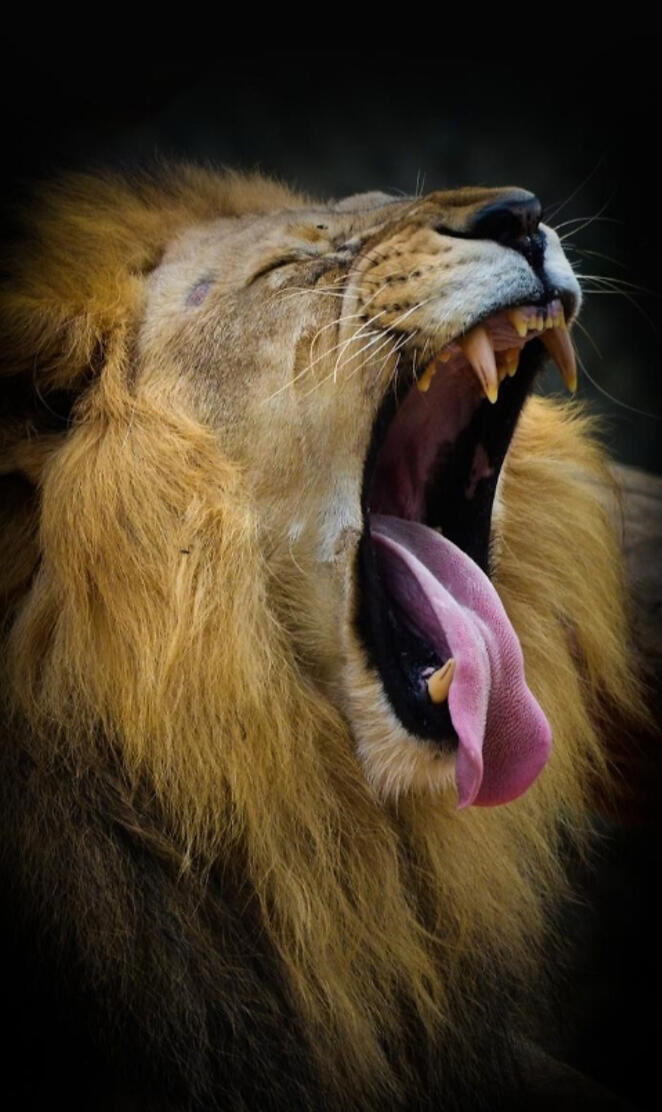 Chanting lion