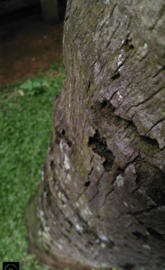 Coconut Tree  Moment