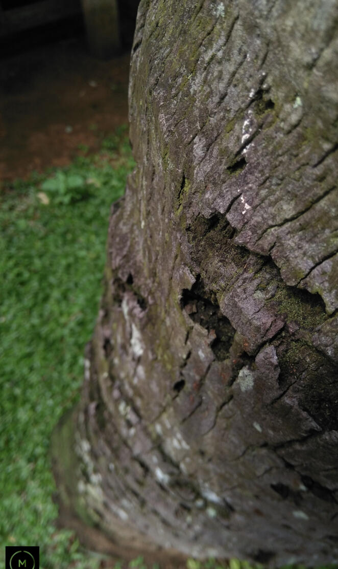 Coconut Tree  Moment