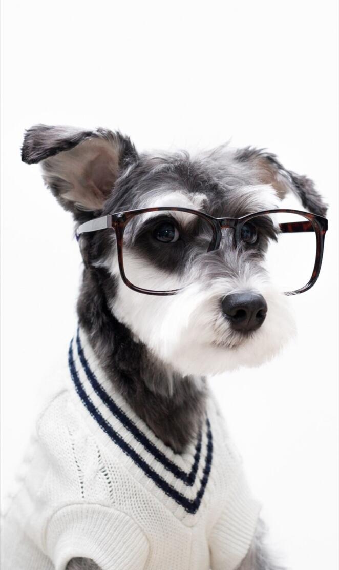 Schnauzer  Pet