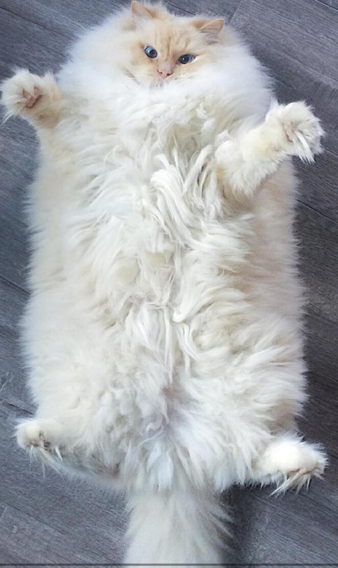 Fluffy cat