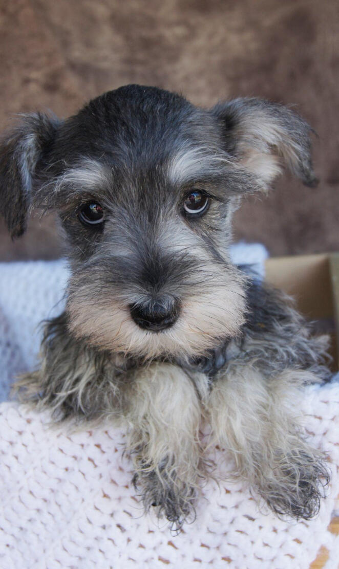 Schnauzer