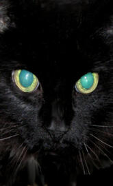 Cats Eyes