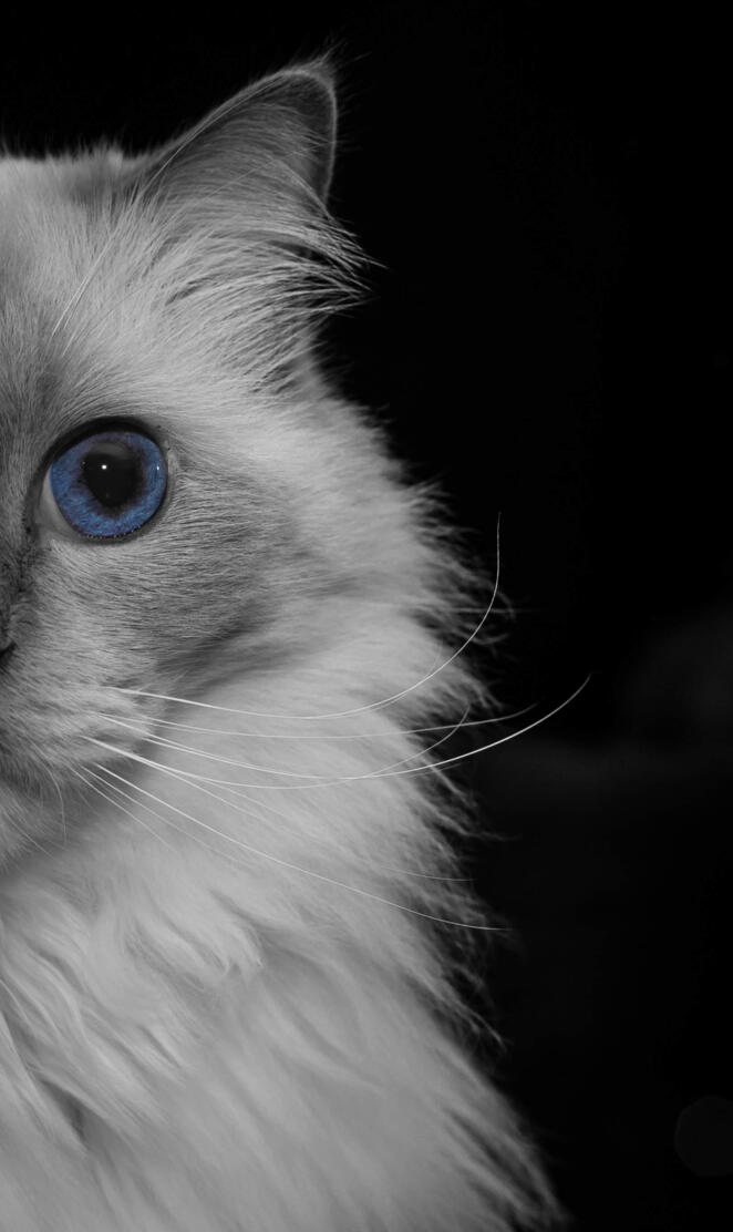 Blue eye ragdoll cat