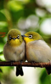 Cute Birds