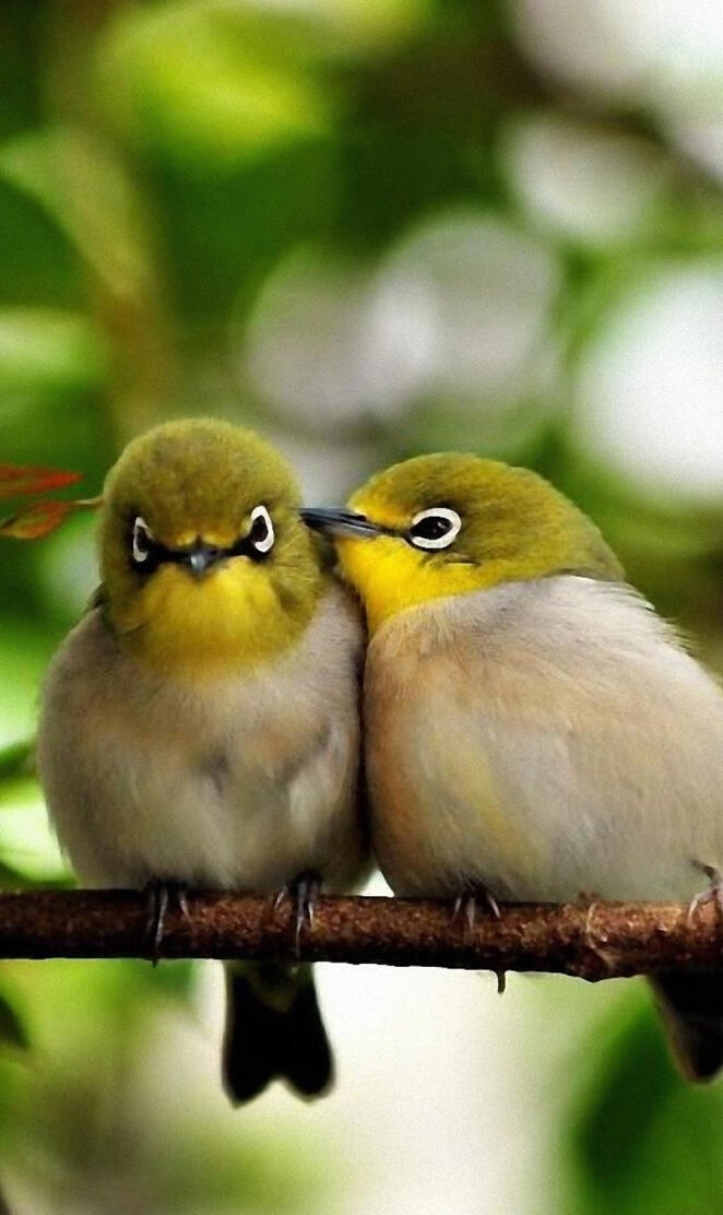 Cute Birds