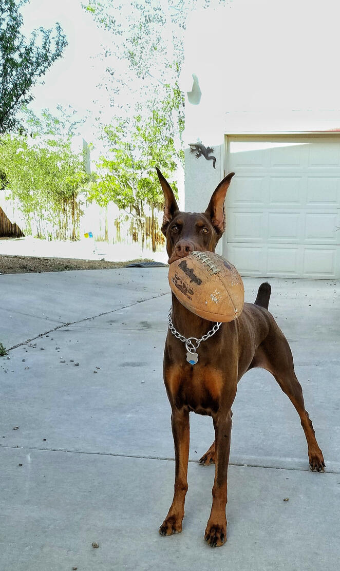 Football Dog