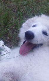 Great Pyrenees