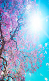 Blossom Tree