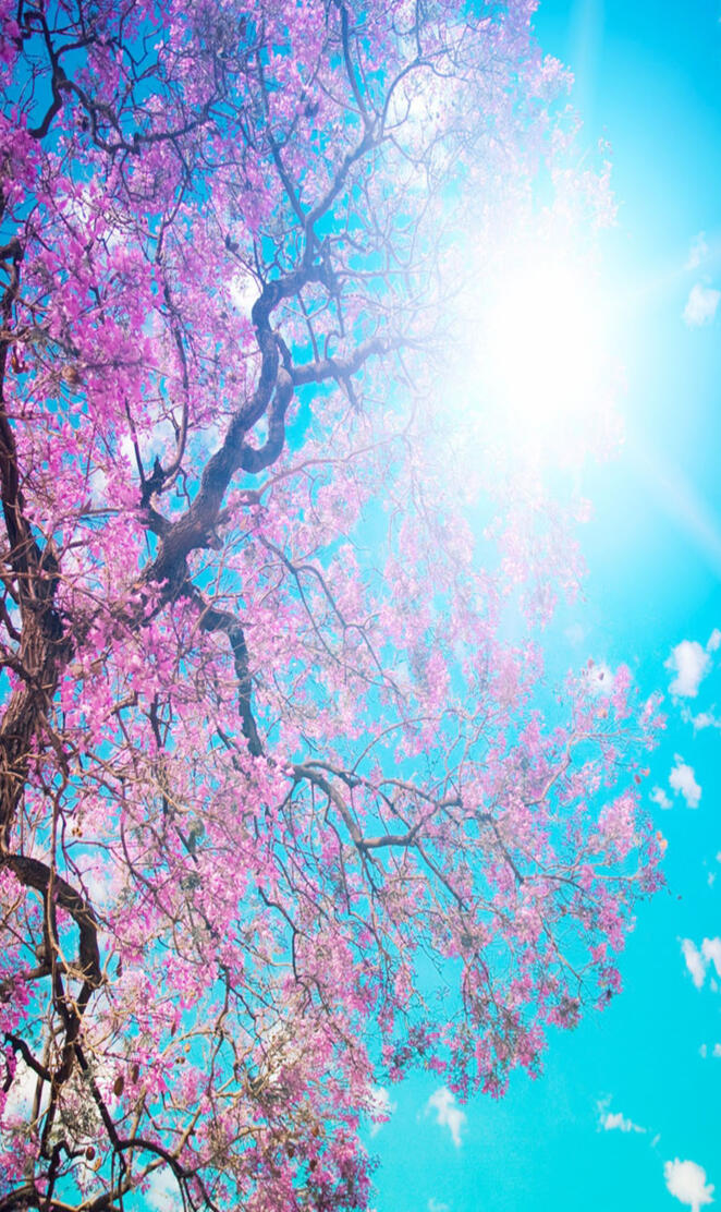 Blossom Tree