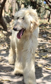 Afghan Hound