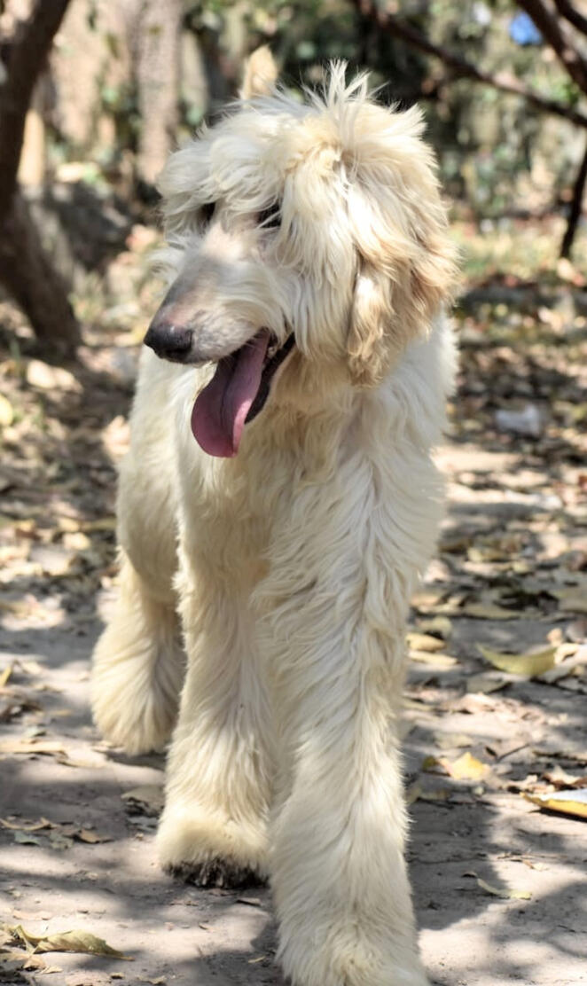 Afghan Hound
