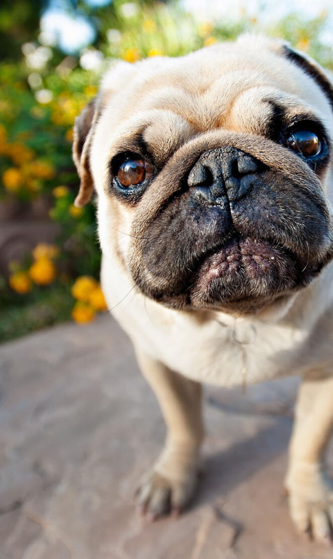 Dog Pug