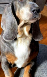 Bassett Hound