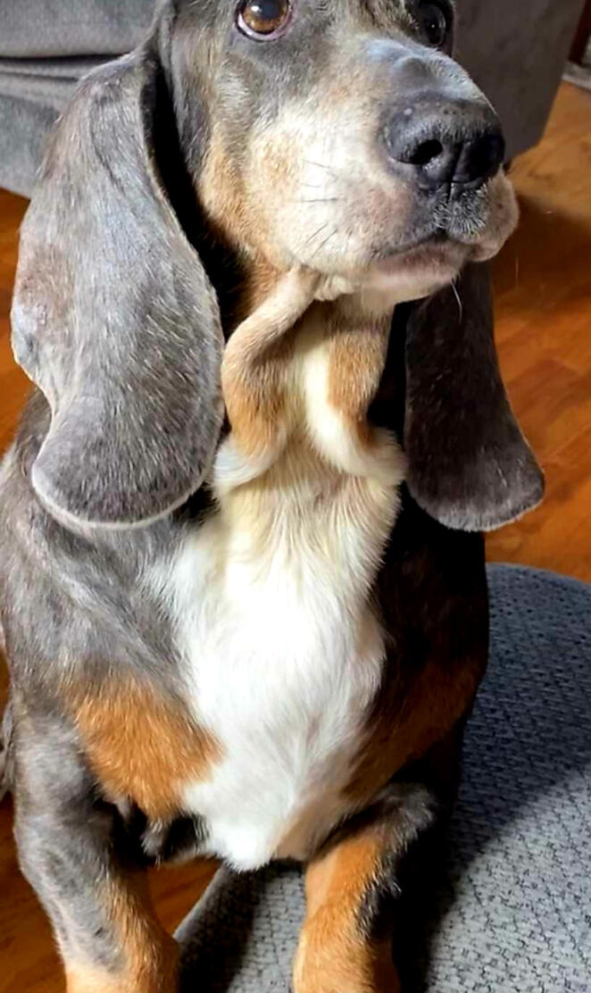 Bassett Hound