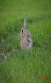 Cottontail Rabbit