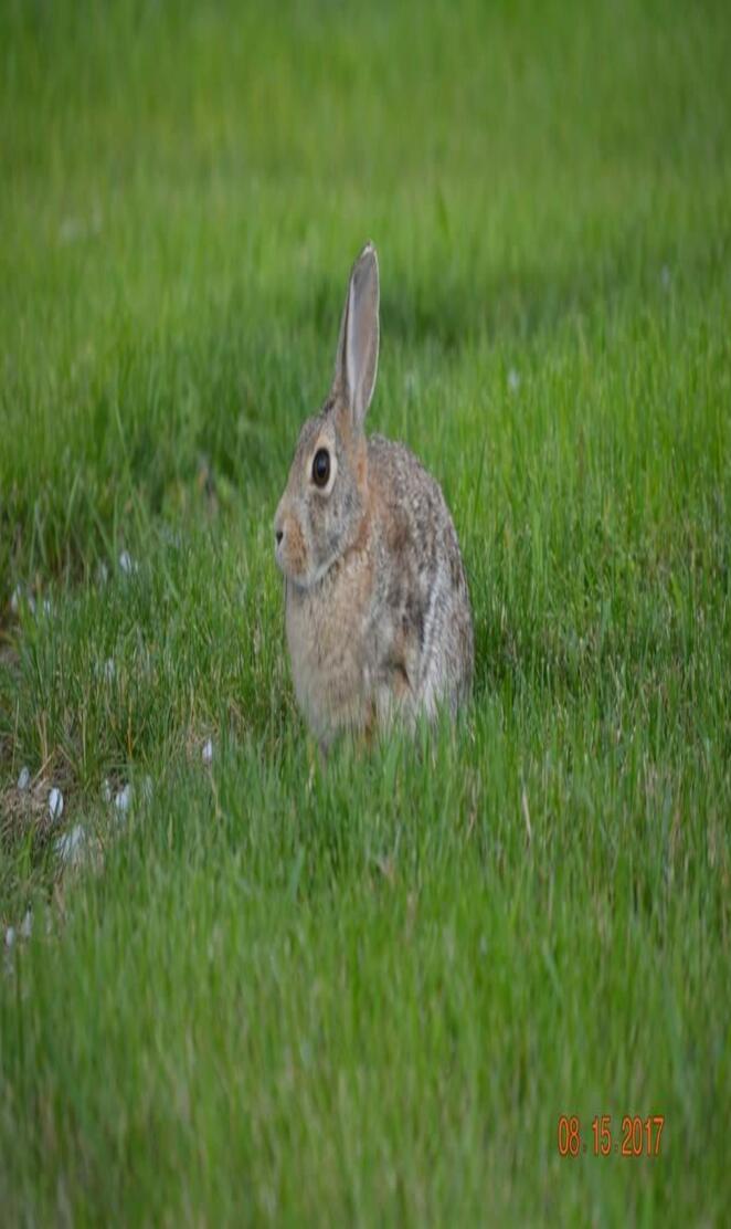 Cottontail Rabbit