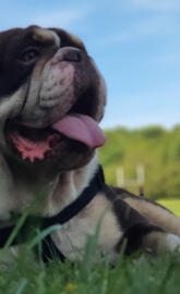 Olde English Bulldog