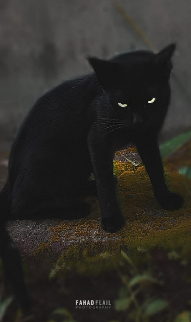 Black Cat