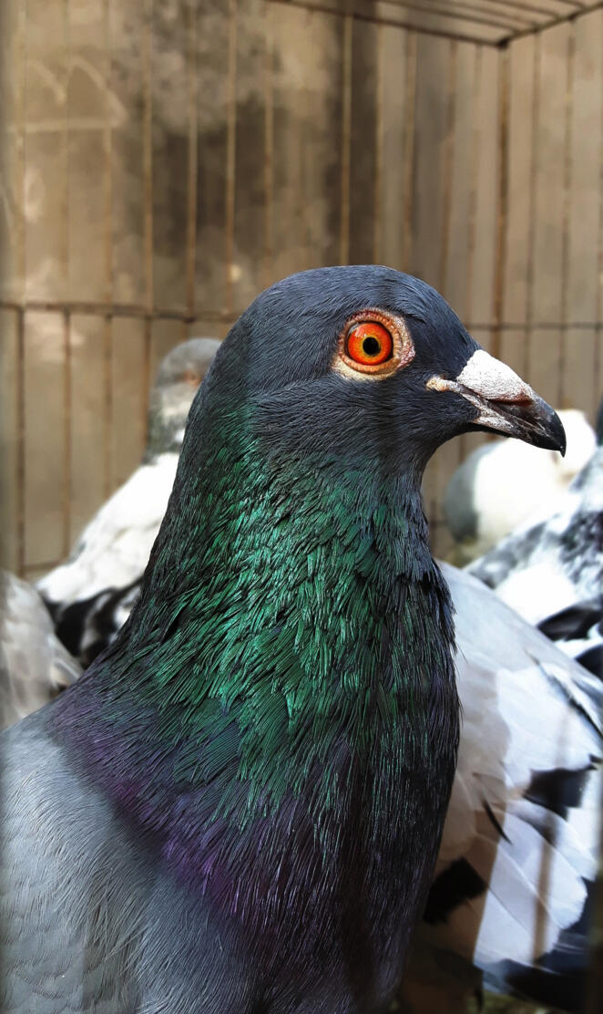Pigeon
