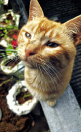 CAT LOVE