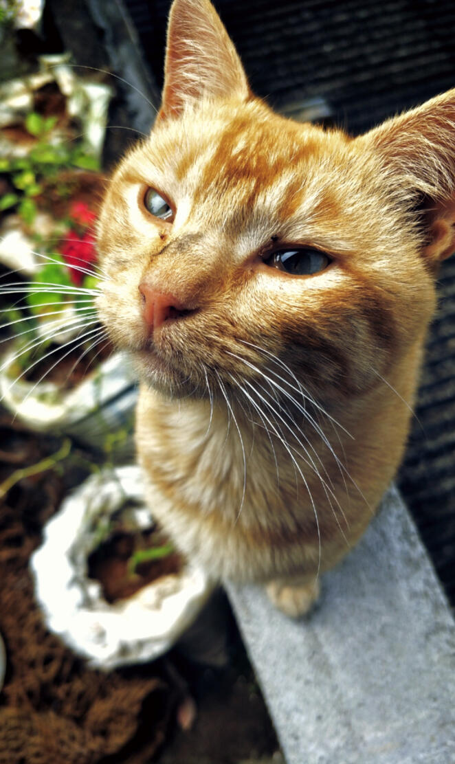 CAT LOVE