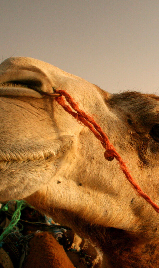Camel