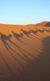 Camels