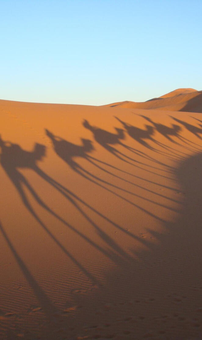 Camels