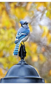 Bluejay