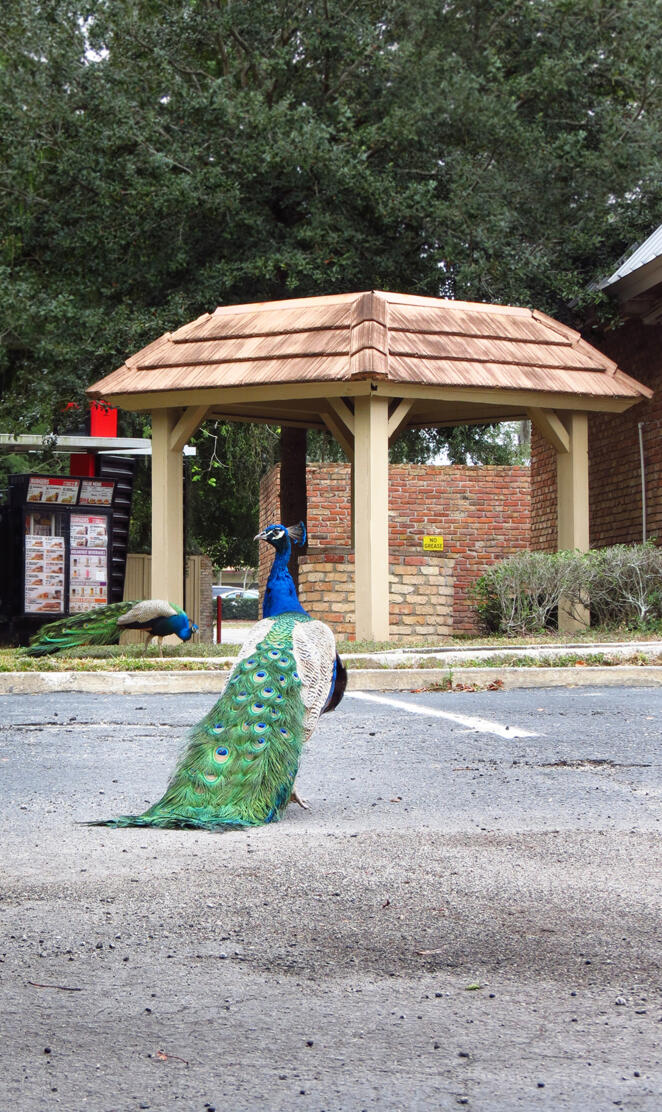 Peacocks Apopka Fl