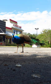 Peacock Apopka Fl