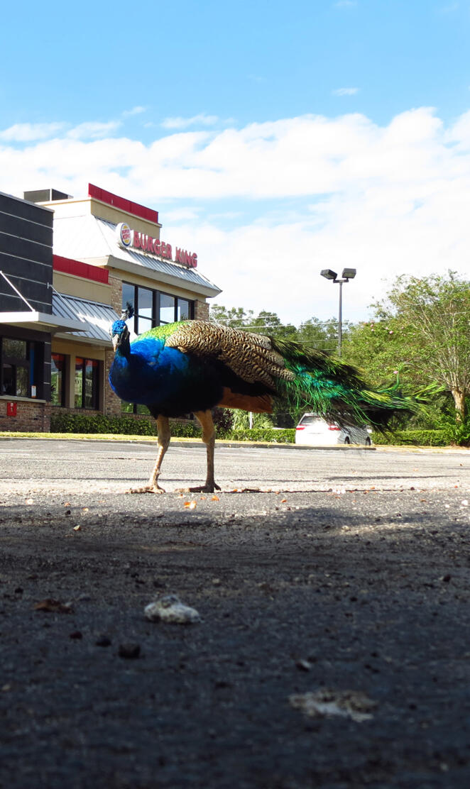 Peacock Apopka Fl