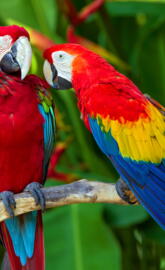 Pair Of Macaws