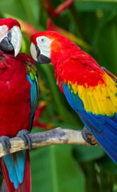 Pair Of Macaws