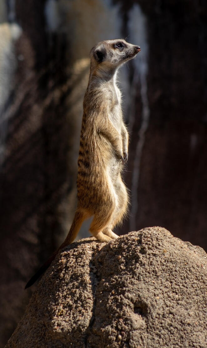 Meerkat