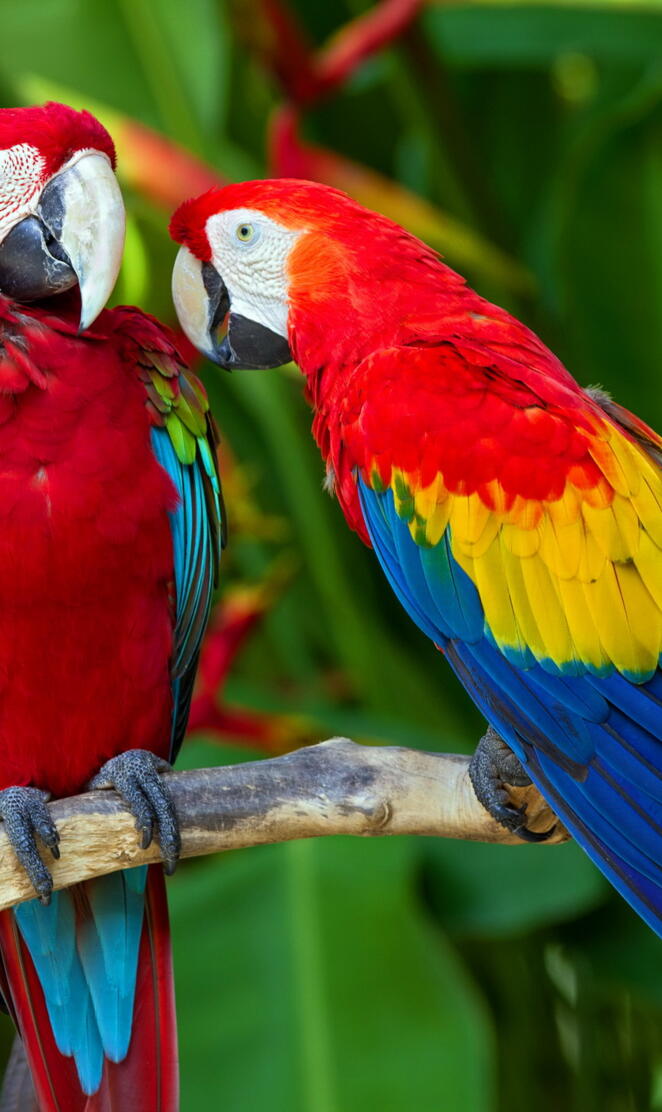 Pair Of Macaws