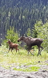 Moose cow and calf