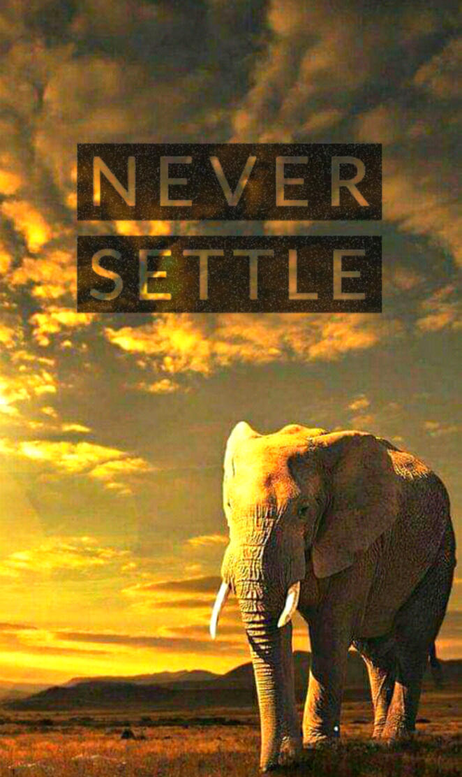 Elephant 3 OnePlus