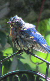 Bluebird Bad Hair