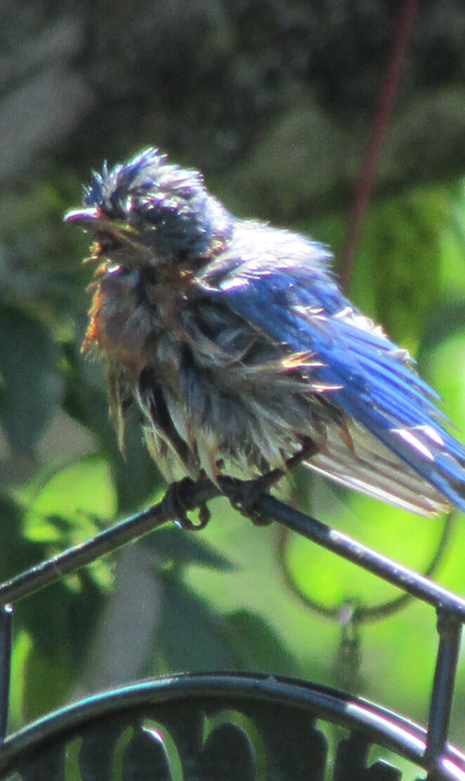Bluebird Bad Hair