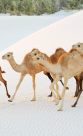 Camels