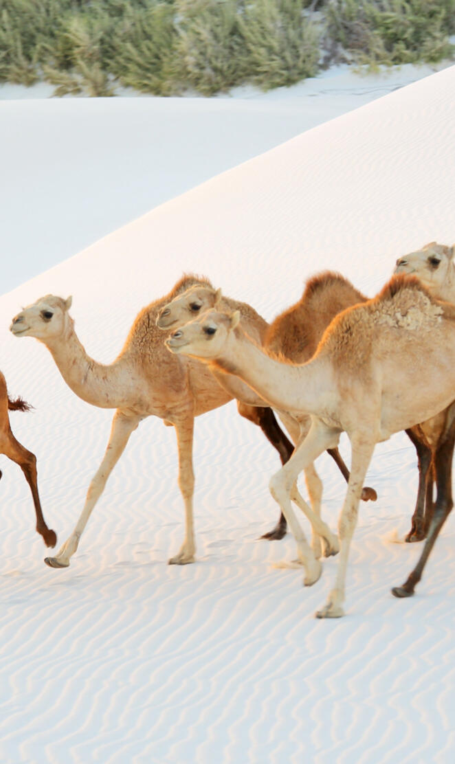 Camels