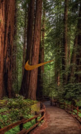Nike Forest