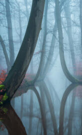 Foggy forest
