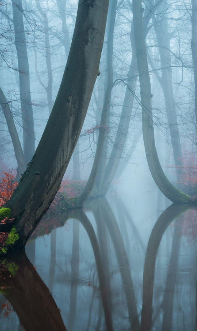 Foggy forest
