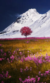 Flowery meadow