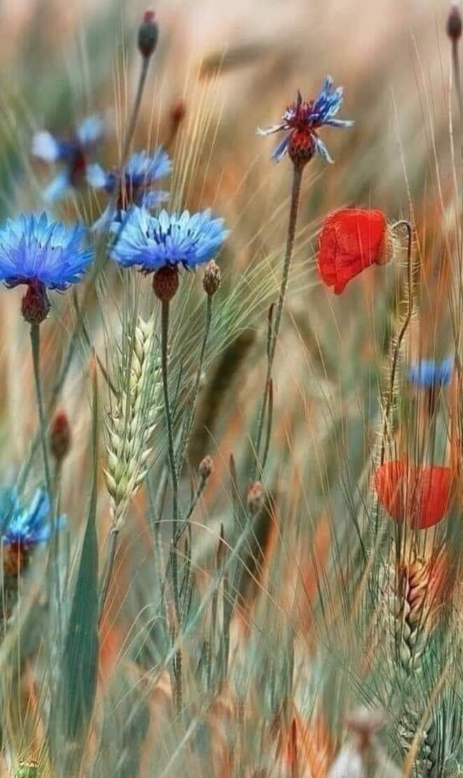 summer in the meadow