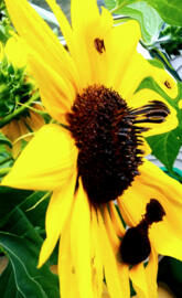 Sunflower sensation