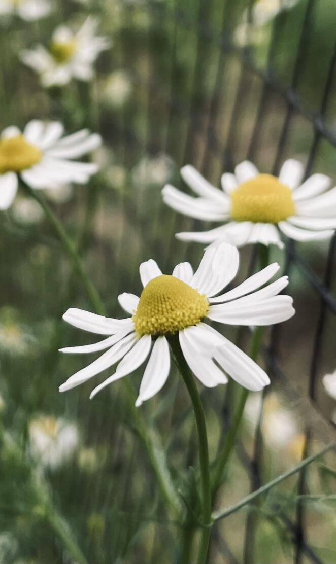 Chamomile